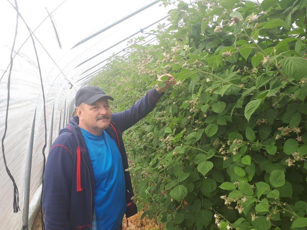 Stopień zaawansowania wzrostu plantacji u Pana Janusza Figury. Obecnie podawany jest Kristalon Czerwony ze względu na optymalne pH podłoża w dawce: 25 kg/ha na zmianę z YaraLiva Calcinit (25 kg/ha).
