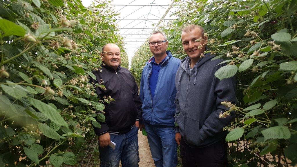 Stopień zaawansowania wzrostu plantacji u Państwa Marka i Piotra Figurów.